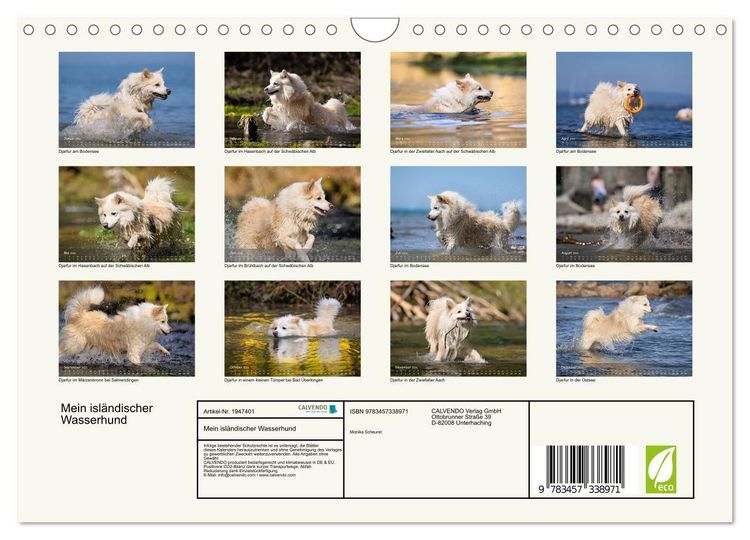 Produktbild: Mein isl&auml;ndischer Wasserhund (Wandkalender 2026 DIN A4 quer), CALVENDO Monatskalender