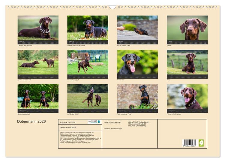Produktbild: Dobermann 2026 (Wandkalender 2026 DIN A2 quer), CALVENDO Monatskalender