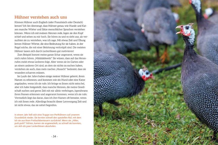 Produktbild: How to Read a Chicken's Mind