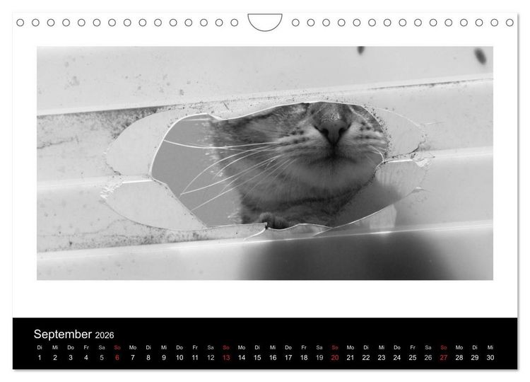 Produktbild: geliebte Katzen - auf Samtpfoten durchs Jahr (Wandkalender 2026 DIN A4 quer), CALVENDO Monatskalender