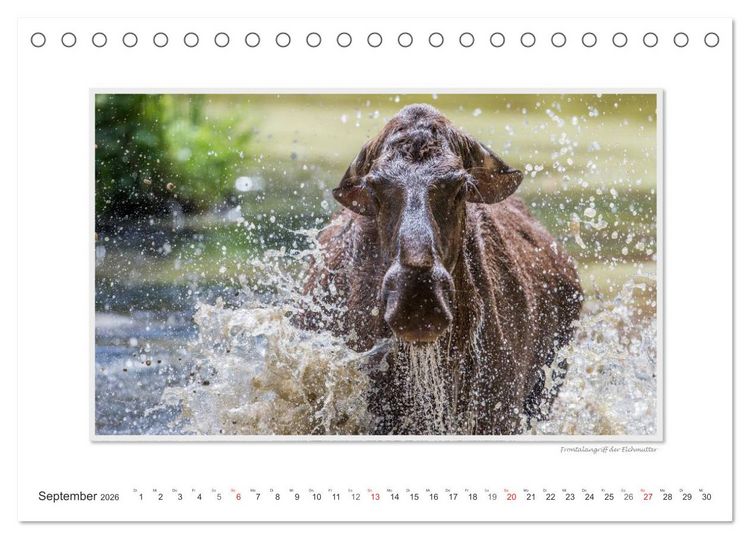 Produktbild: Emotionale Momente: Europ&auml;ischer Elch Part II (Tischkalender 2026 DIN A5 quer), CALVENDO Monatskalender
