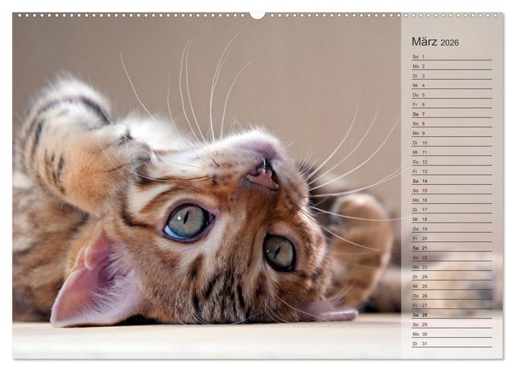 Produktbild: Die Bengalkatze. Edition Jungtiere (hochwertiger Premium Wandkalender 2026 DIN A2 quer), Kunstdruck in Hochglanz
