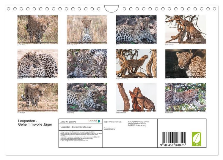 Produktbild: Leoparden - Geheimnisvolle J&auml;ger (Wandkalender 2026 DIN A4 quer), CALVENDO Monatskalender