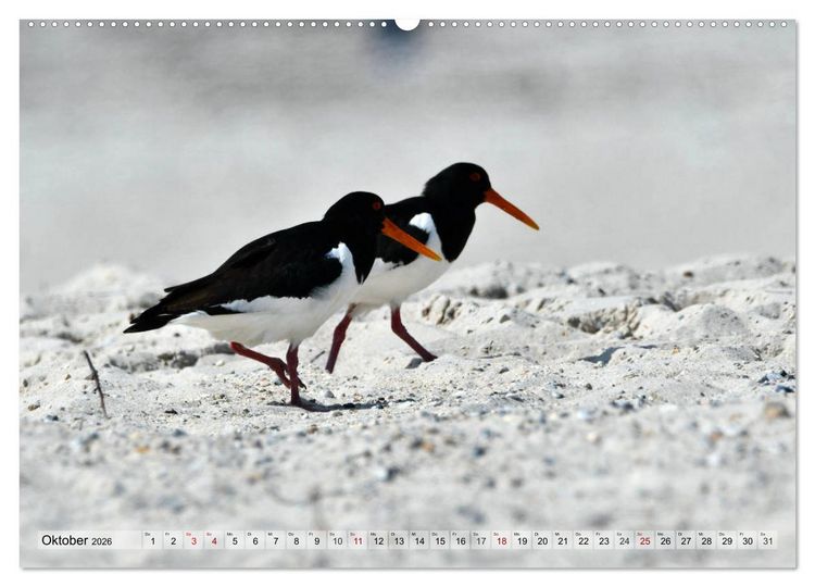 Produktbild: Sch&ouml;ne Insel Helgoland (Wandkalender 2026 DIN A2 quer), CALVENDO Monatskalender