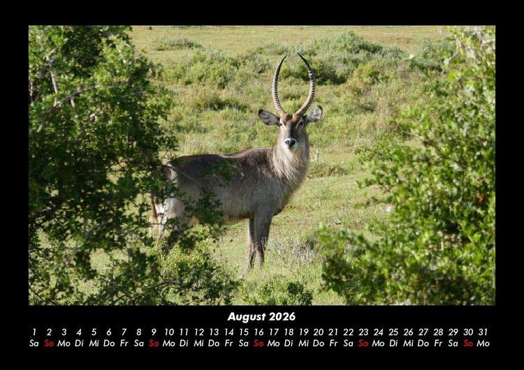 Produktbild: Der Tierkalender 2026 Fotokalender DIN A3