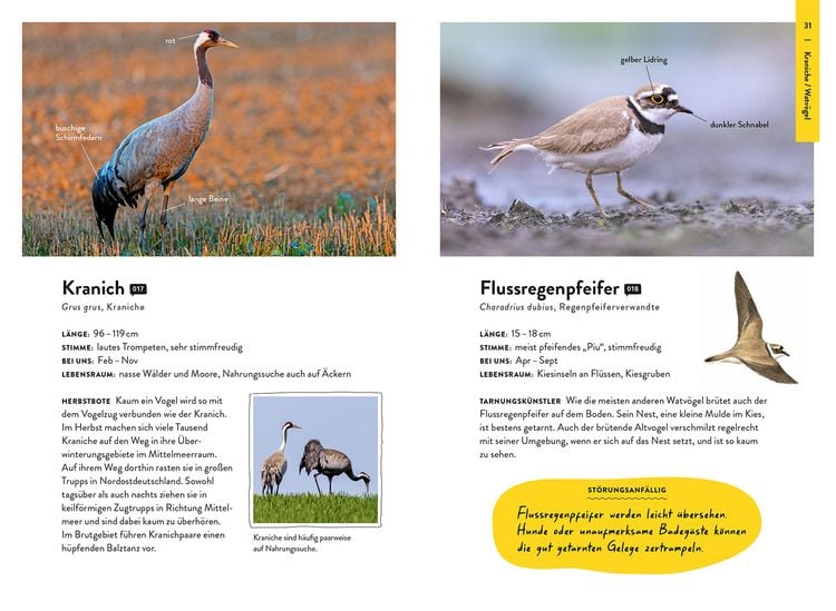 Produktbild: Nature Guide V&ouml;gel