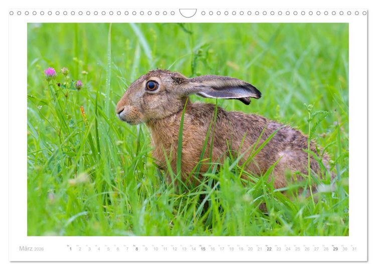Produktbild: Der Feldhase (Wandkalender 2026 DIN A3 quer), CALVENDO Monatskalender