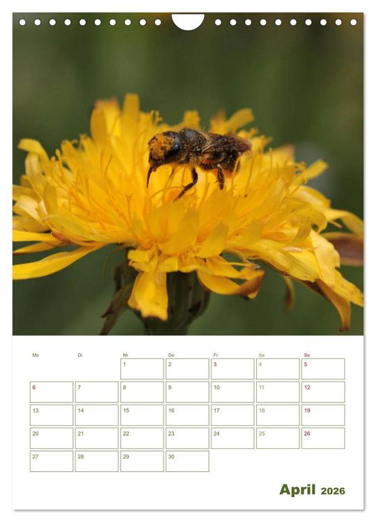 Produktbild: Wildbienen-Terminplaner 2026 (Wandkalender 2026 DIN A4 hoch), CALVENDO Monatskalender