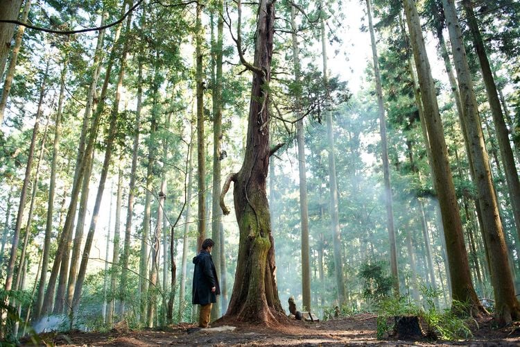 Produktbild: Die Bl&uuml;te des Einklangs