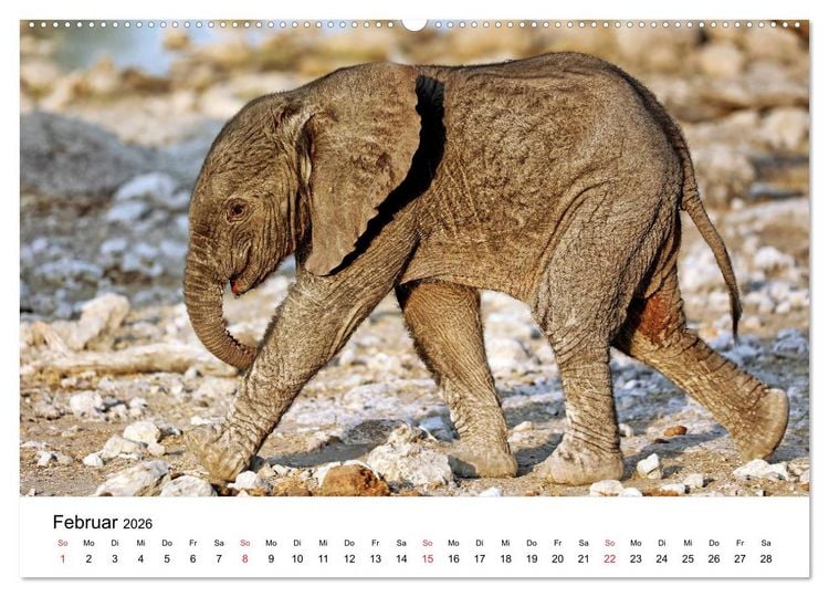 Produktbild: Namibias Elefanten (hochwertiger Premium Wandkalender 2026 DIN A2 quer), Kunstdruck in Hochglanz