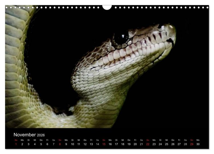 Produktbild: Schlangen (Wandkalender 2026 DIN A3 quer), CALVENDO Monatskalender