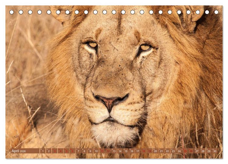 Produktbild: Uganda - im Herzen von Afrika (Tischkalender 2026 DIN A5 quer), CALVENDO Monatskalender