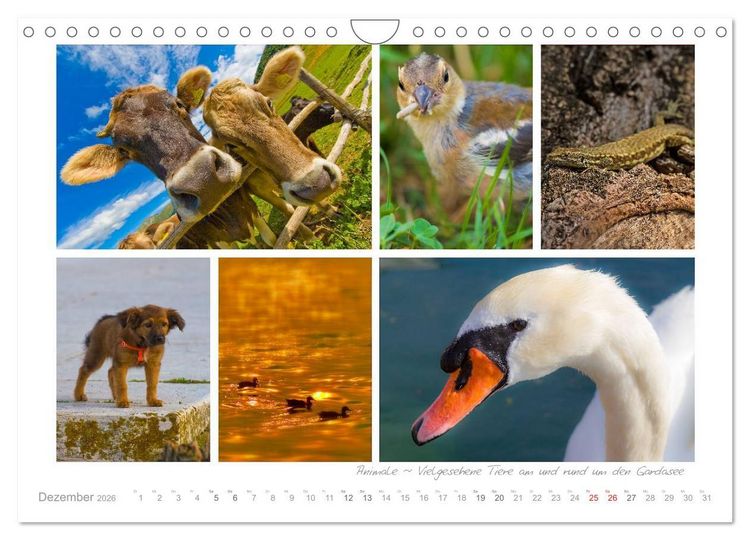 Produktbild: Sehnsucht Gardasee - Mediterranes Flair am Lago di Garda (Wandkalender 2026 DIN A4 quer), CALVENDO Monatskalender