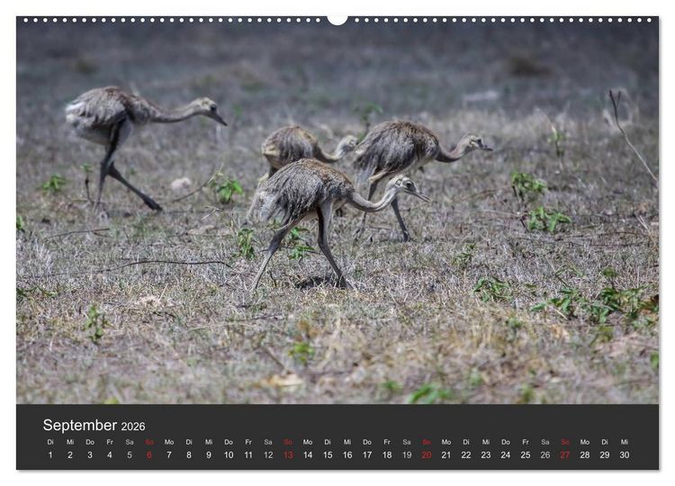 Produktbild: Wildlife Pantanal 2026 (Wandkalender 2026 DIN A2 quer), CALVENDO Monatskalender