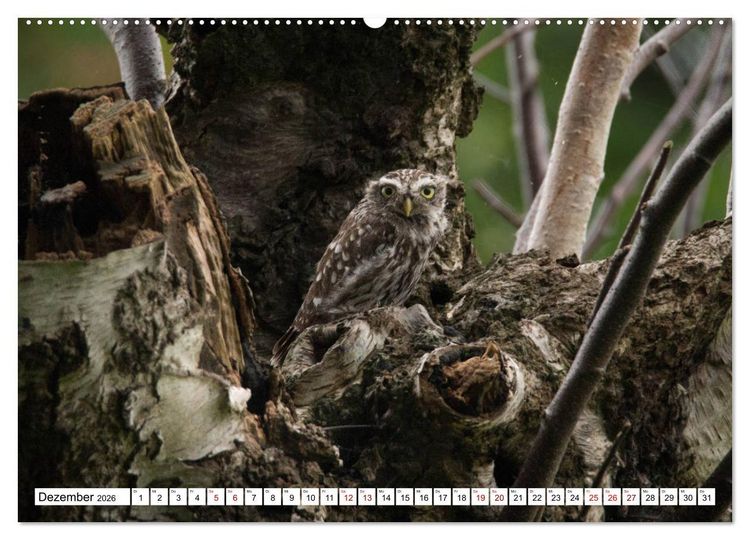 Produktbild: Sch&ouml;nheiten im Federkleid - Heimische Wildv&ouml;gel im Portrait (Wandkalender 2026 DIN A2 quer), CALVENDO Monatskalender