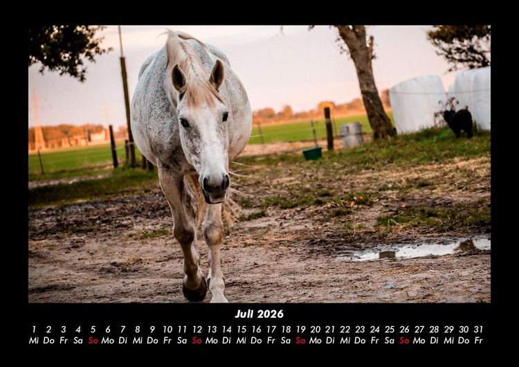 Produktbild: Tiere in der Wildnis 2026 Fotokalender DIN A3