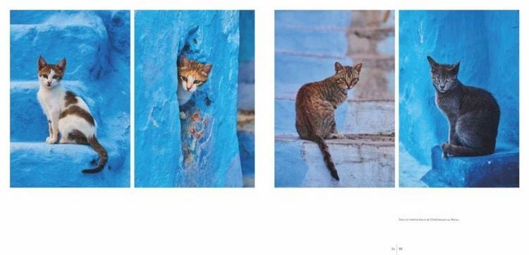 Produktbild: Katzen