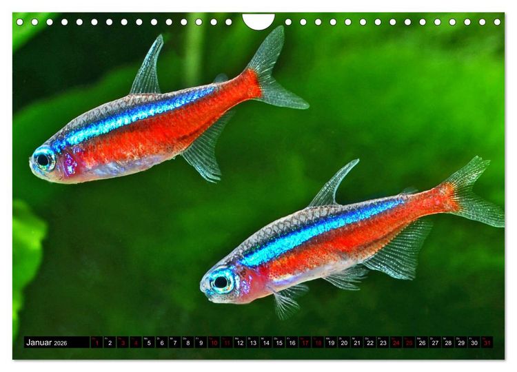 Produktbild: Beliebte Fische der Welt (Wandkalender 2026 DIN A4 quer), CALVENDO Monatskalender