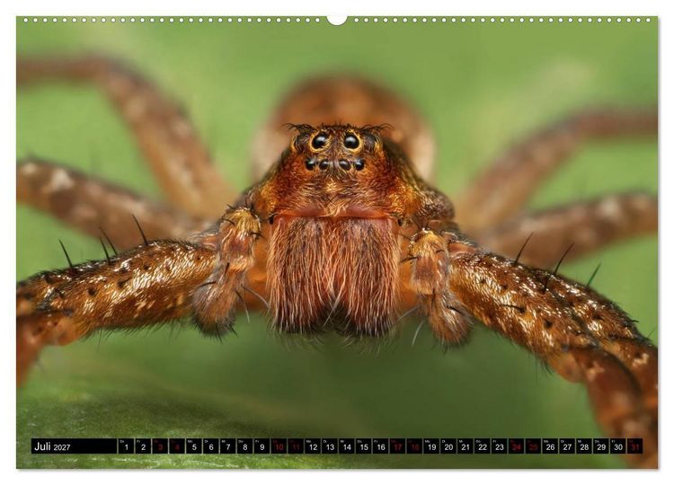 Produktbild: Faszination Makrofotografie: Spinnen (Wandkalender 2027 DIN A2 quer), CALVENDO Monatskalender