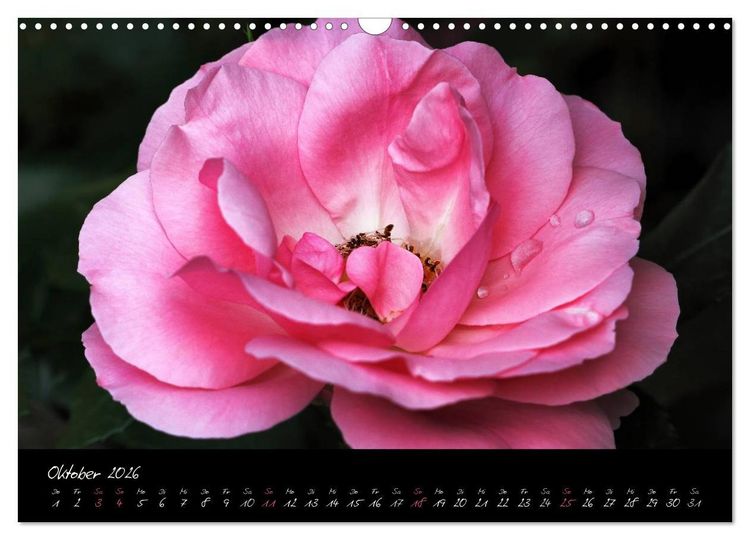 Produktbild: Rosen Romanze - Visuelle Musik (Wandkalender 2026 DIN A3 quer), CALVENDO Monatskalender