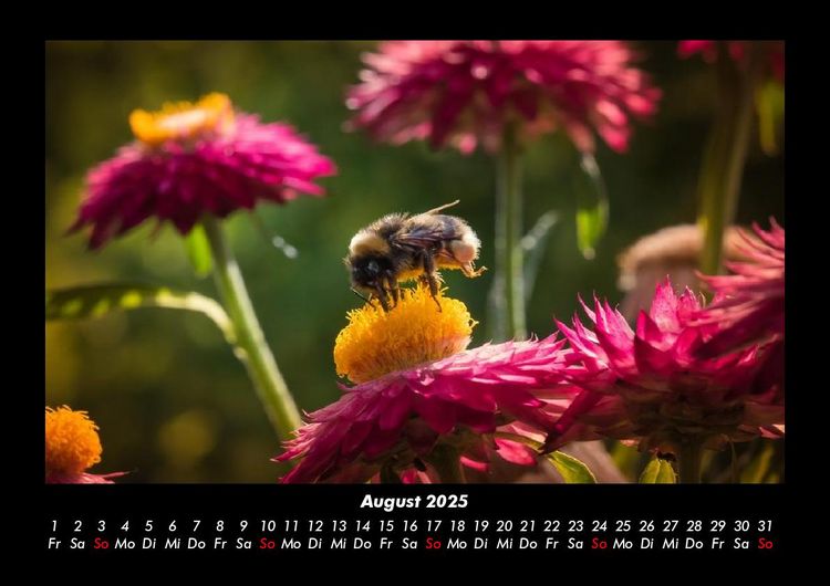 Produktbild: Bienen 2025 Fotokalender DIN A3