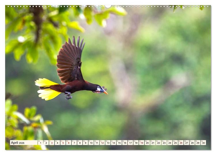 Produktbild: Costa Rica - Farben des Regenwaldes (Wandkalender 2026 DIN A2 quer), CALVENDO Monatskalender