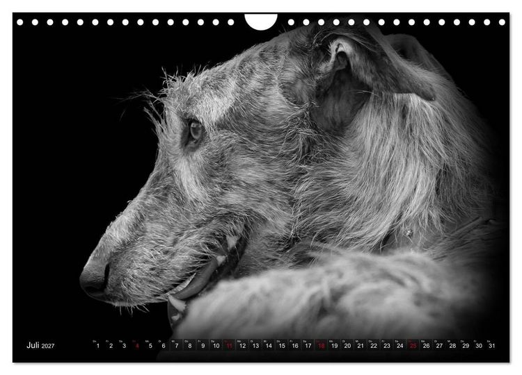 Produktbild: Galgo Espa&ntilde;ol - der spanische Windhund 2027 (Wandkalender 2027 DIN A4 quer), CALVENDO Monatskalender