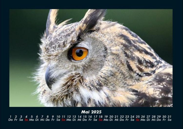Produktbild: Tiere in der Wildnis 2025 Fotokalender DIN A4