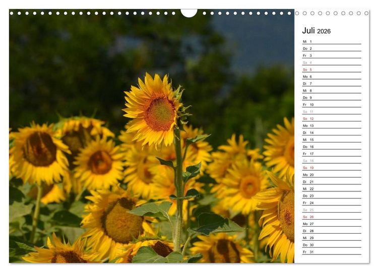 Produktbild: Ein Jahr lang Sonnenblumen (Wandkalender 2026 DIN A3 quer), CALVENDO Monatskalender