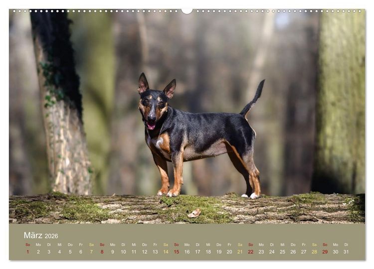 Produktbild: Bullterrier, liebenswerte Sturk&ouml;pfe (hochwertiger Premium Wandkalender 2026 DIN A2 quer), Kunstdruck in Hochglanz