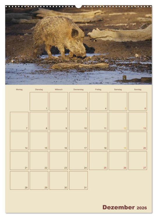 Produktbild: Wildschweine (hochwertiger Premium Wandkalender 2026 DIN A2 hoch), Kunstdruck in Hochglanz