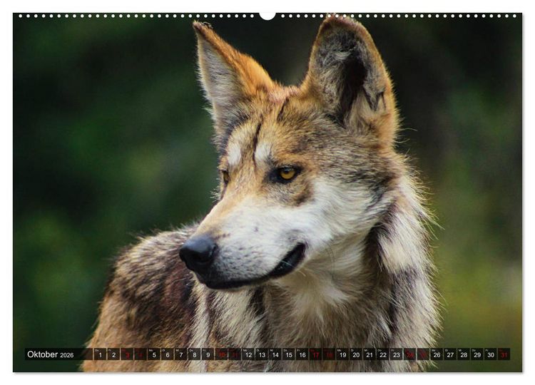 Produktbild: Begegnung mit dem Wolf (hochwertiger Premium Wandkalender 2026 DIN A2 quer), Kunstdruck in Hochglanz