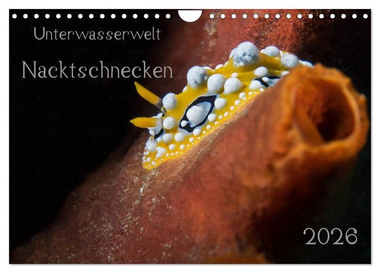 Produktbild: Unterwasserwelt Nacktschnecken (Wandkalender 2026 DIN A4 quer), CALVENDO Monatskalender