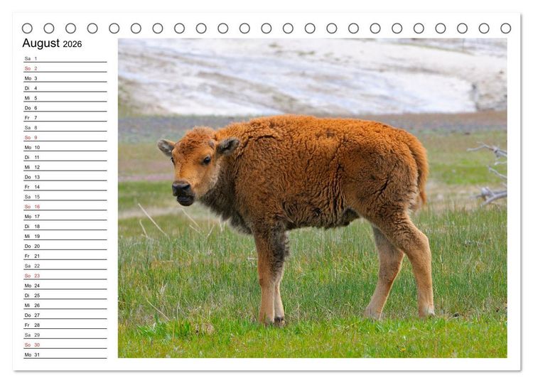 Produktbild: Der nordamerikanische Bison (Tischkalender 2026 DIN A5 quer), CALVENDO Monatskalender