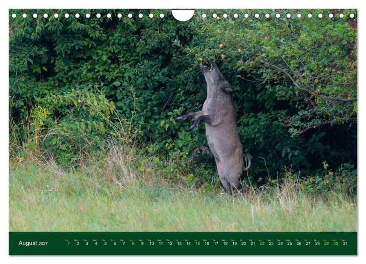 Produktbild: Wild Boars (Wall Calendar 2027 DIN A4 landscape), CALVENDO 12 Month Wall Calendar