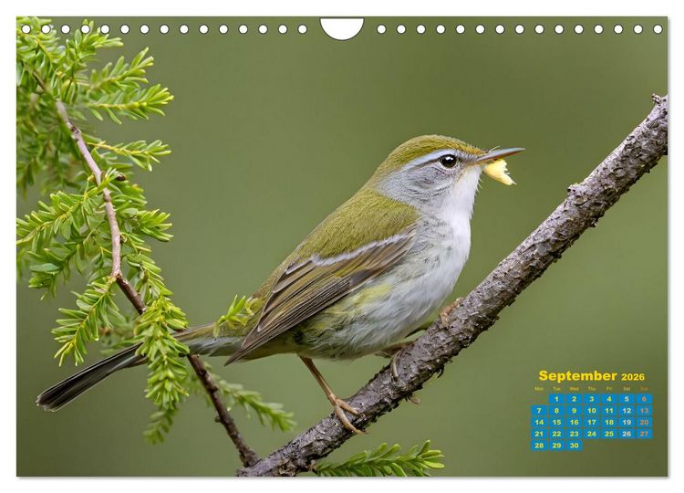 Produktbild: Singers from our regions - Our intimate nature (Wall Calendar 2026 DIN A4 landscape), CALVENDO 12 Month Wall Calendar