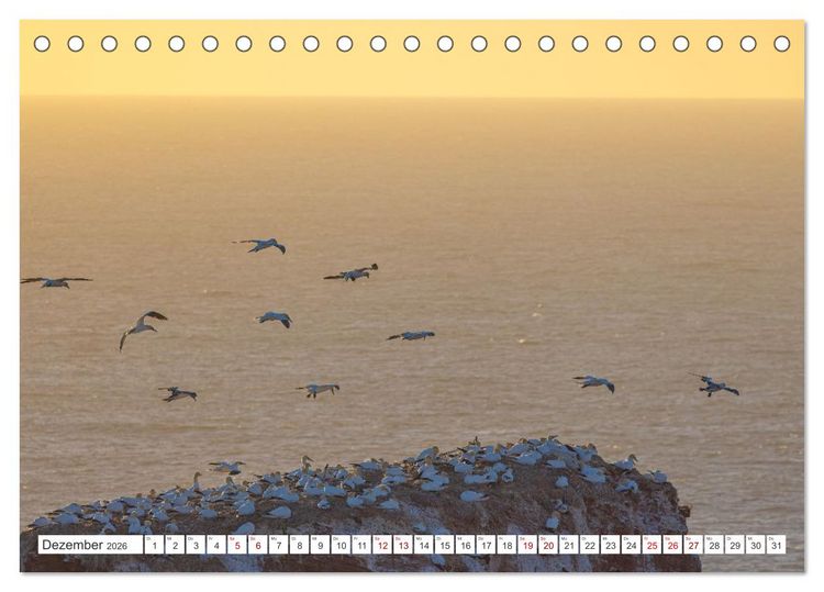 Produktbild: Basst&ouml;lpel - Helgolands faszinierende V&ouml;gel (Tischkalender 2026 DIN A5 quer), CALVENDO Monatskalender