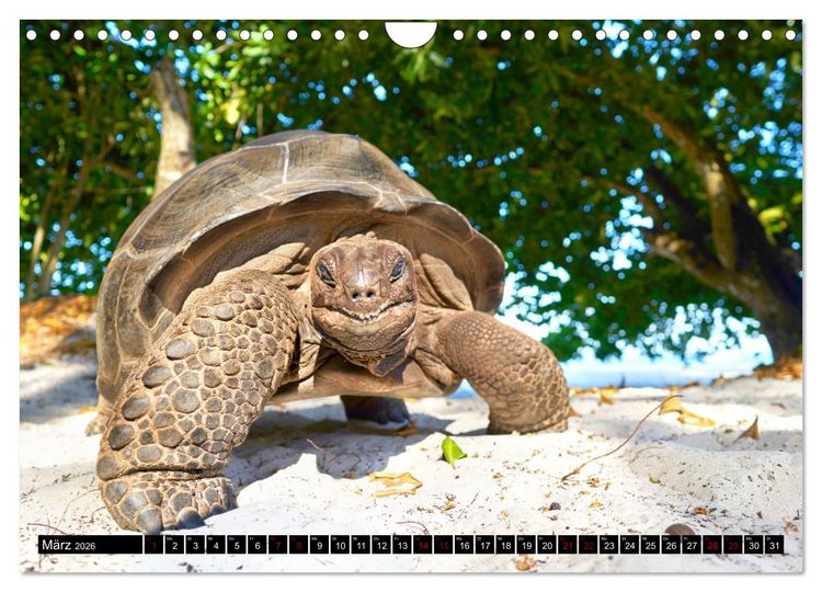 Produktbild: Seychellen Inselblicke (Wandkalender 2026 DIN A4 quer), CALVENDO Monatskalender