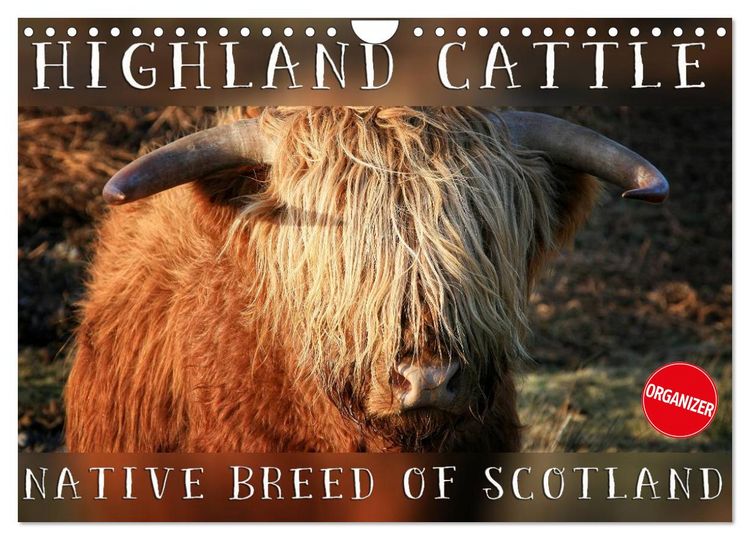 Produktbild: Highland Cattle - Native Breed of Scotland (Wall Calendar 2026 DIN A4 landscape), CALVENDO 12 Month Wall Calendar