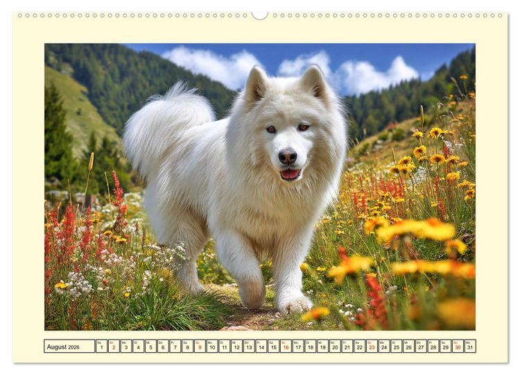 Produktbild: Flauschige Samojeden. Zauberhafte Wolken auf vier Pfoten (Wandkalender 2026 DIN A2 quer), CALVENDO Monatskalender