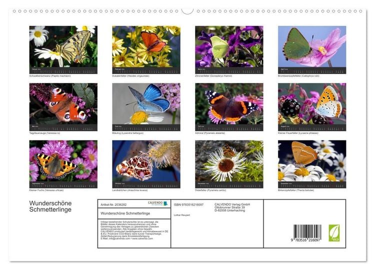 Produktbild: Wundersch&ouml;ne Schmetterlinge (hochwertiger Premium Wandkalender 2026 DIN A2 quer), Kunstdruck in Hochglanz