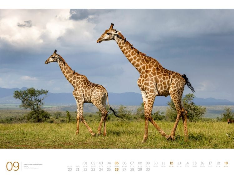Produktbild: Afrika Gallery Kalender 2027
