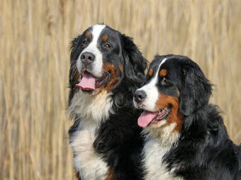 Produktbild: CALVENDO Puzzle Berner Sennenhunde | 1000 Teile Lege-Gr&ouml;&szlig;e 64x48cm Foto-Puzzle f&uuml;r gl&uuml;ckliche Stunden