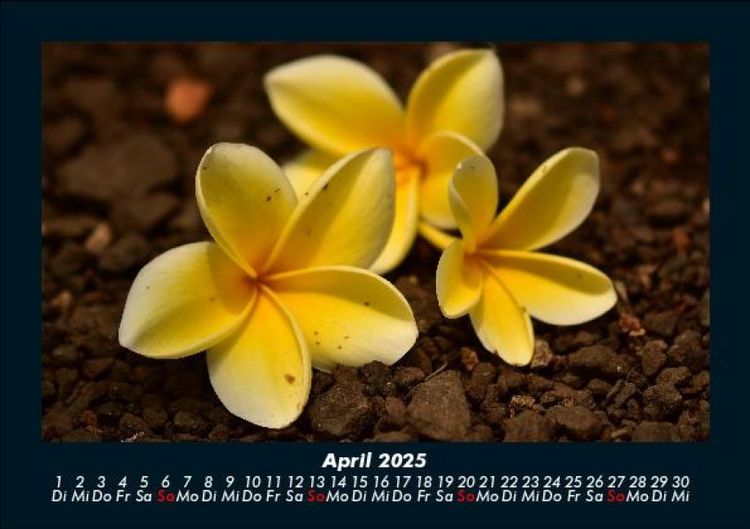 Produktbild: Blumenzauber 2025 Fotokalender DIN A5