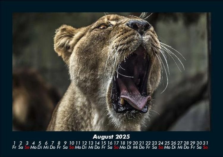 Produktbild: L&ouml;wen in der Wildnis 2025 Fotokalender DIN A5