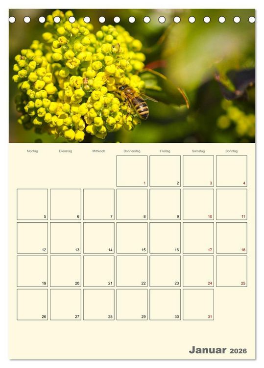 Produktbild: Bienen im Naturgarten (Tischkalender 2026 DIN A5 hoch), CALVENDO Monatskalender