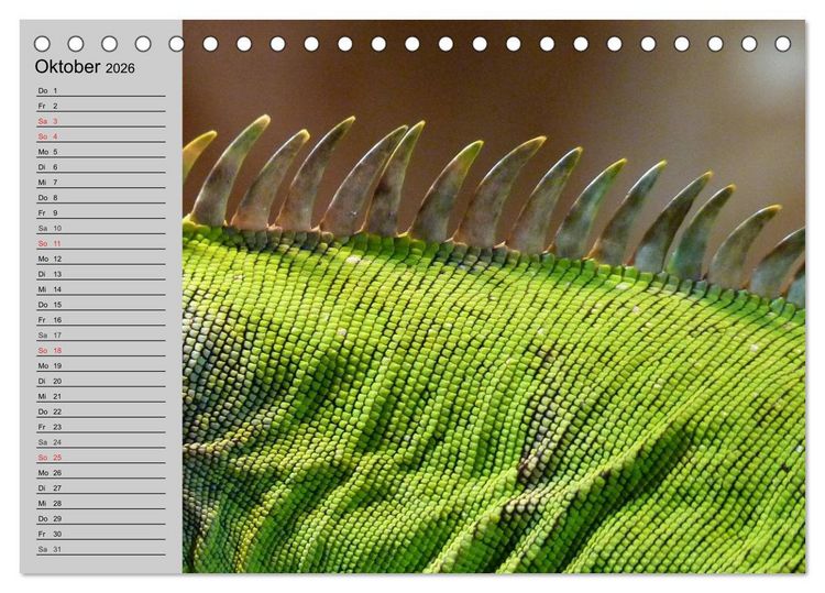 Produktbild: Kaltes Blut. Faszination Reptilien (Tischkalender 2026 DIN A5 quer), CALVENDO Monatskalender
