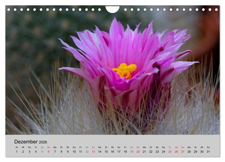 Produktbild: Bl&uuml;tensymphonie - Kakteen und Sukkulenten (Wandkalender 2026 DIN A4 quer), CALVENDO Monatskalender