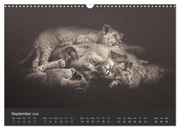 Produktbild: African Souls African animals with soul (Wall Calendar 2026 DIN A3 landscape), CALVENDO 12 Month Wall Calendar
