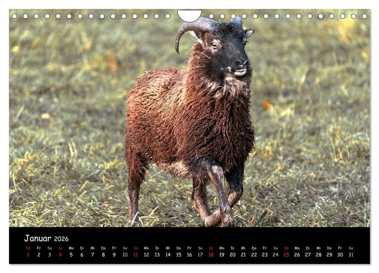 Produktbild: Schafe und L&auml;mmer (Wandkalender 2026 DIN A4 quer), CALVENDO Monatskalender